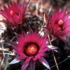 Escobaria_vivipara_var_radiosa